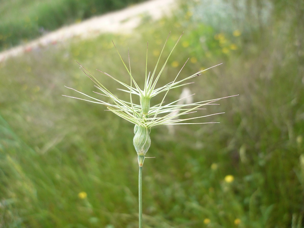 Aegilops geniculata